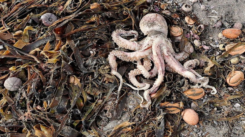 ¿Qué está provocando la muerte masiva de animales marinos?