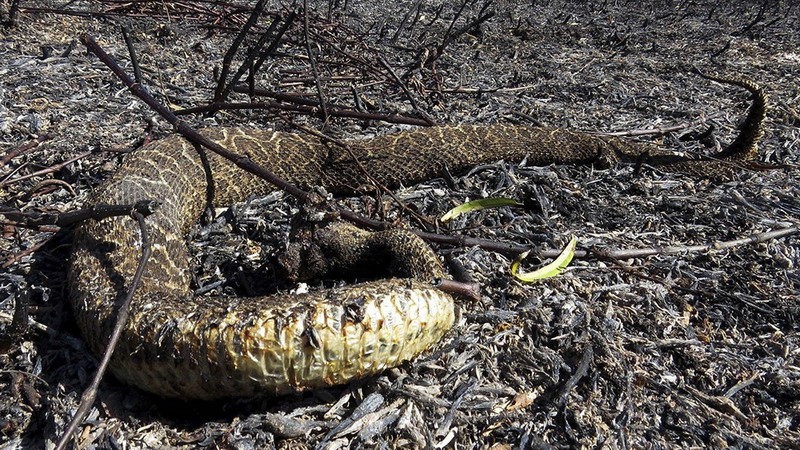 Los incendios causaron la «mortandad casi total» de la flora y fauna de los humedales