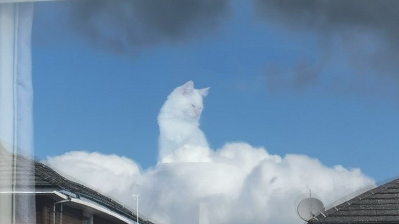 «Una especie de Dios»: el reflejo de un gato en la ventana se convirtió en meme viral