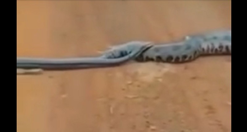 Una anaconda de seis metros cruza una calle de Brasil mientras es perseguida por cinco serpientes