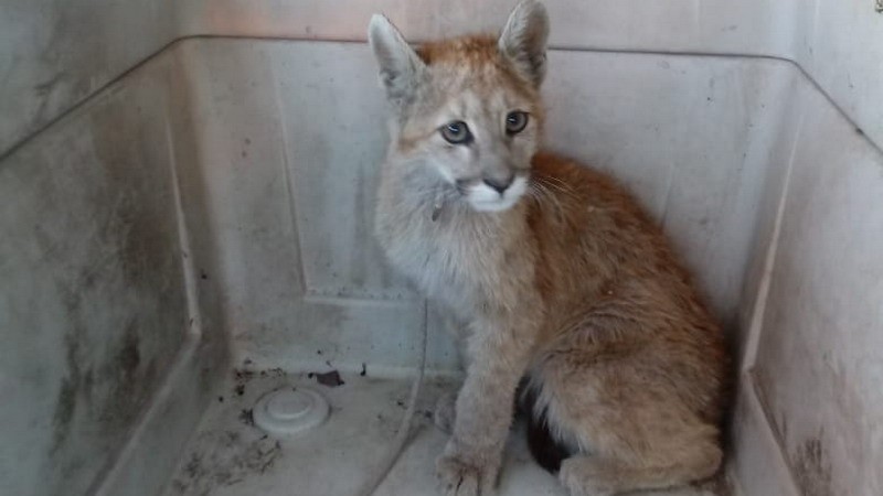 Encuentran un puma en Las Paredes