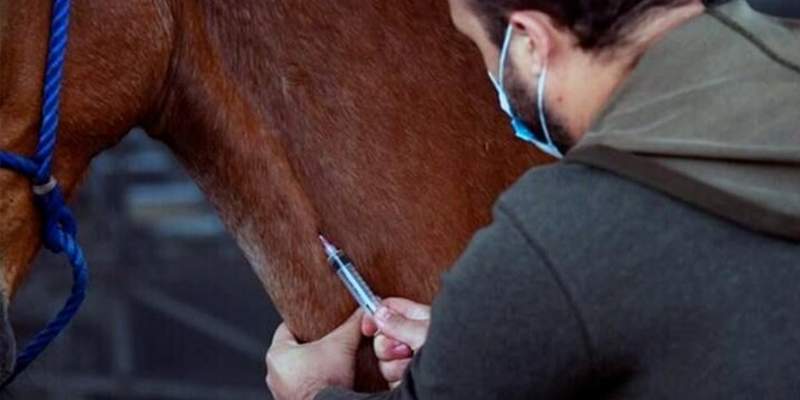 El suero equino hiperinmune desarrollado en la Argentina redujo 42% la mortalidad por COVID