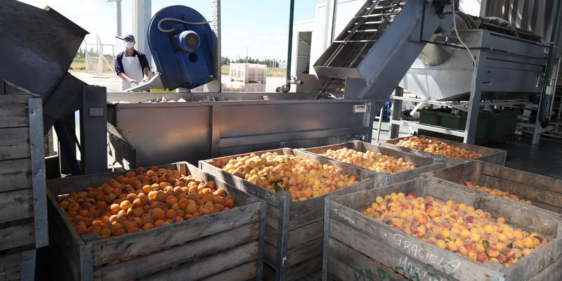 La Pulpera de San Rafael ya proceso 1 millón de kilos de durazno