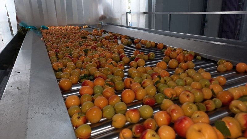 La Pulpera de San Rafael arrancó el 2021 procesando duraznos