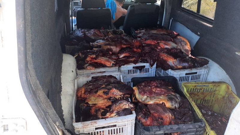 Policía Rural desarticuló circuito de faenamiento y venta de carne de caballo