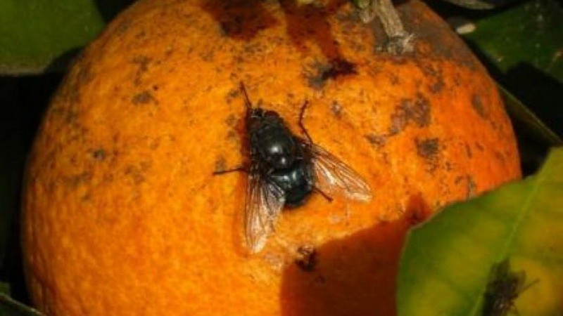 El Iscamen trabaja para mantener el estatus libre de mosca del mediterraneo