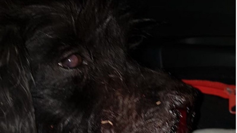 Ataque brutal a un perro: Lo ataron a un petardo y lo hicieron explotar