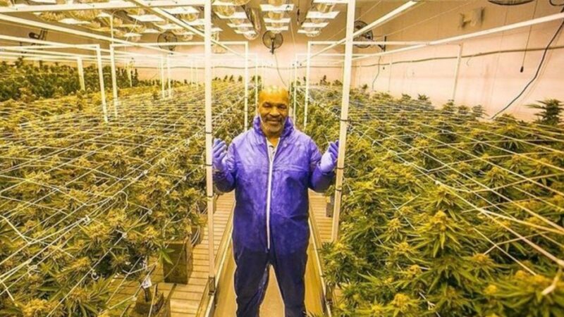 Mike Tyson gana 500.000 dólares mensuales con su plantación de cannabis