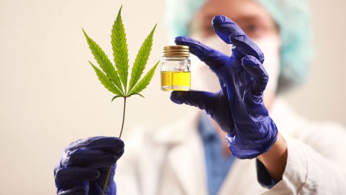 Según el Conicet, el aceite de cannabis puede ayudar a reconstruir órganos