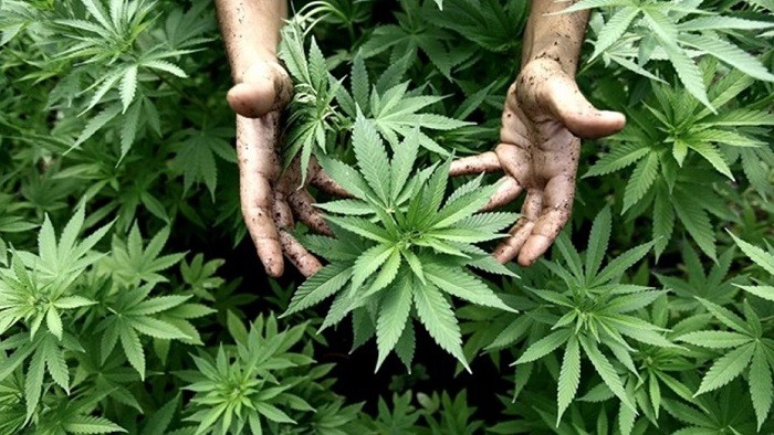 Avanza la iniciativa sobre la regulación del uso medicinal de cannabis