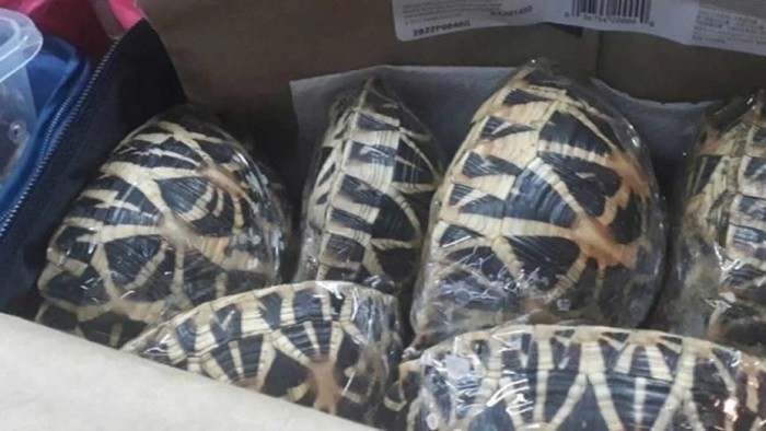 Hallaron en el aeropuerto de Galápagos una valija con 185 tortugas: 10 murieron