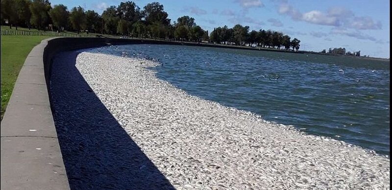 Impactante escena: miles de peces muertos aparecieron en la Laguna de Gómez en Junín