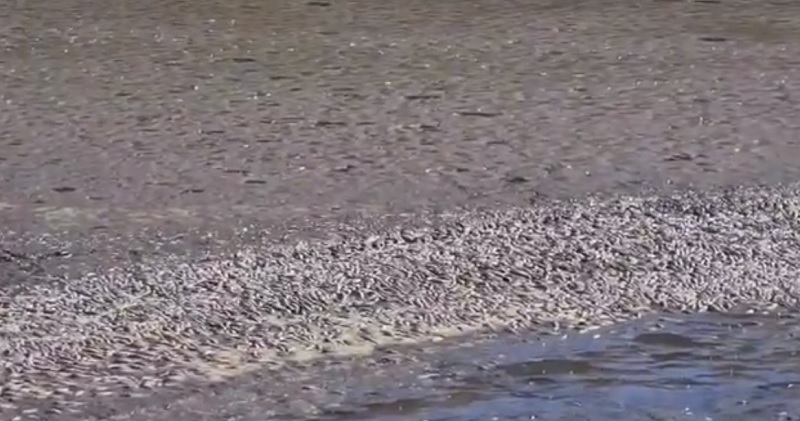 Impactante escena: miles de peces aparecieron muertos en un dique de San Juan