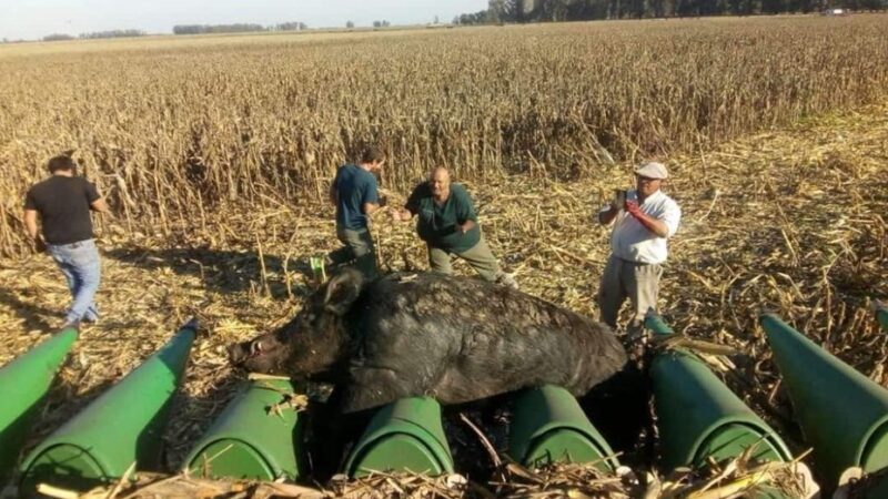 Cosechaban maíz y lo sorprendió un enorme jabalí de 270 kilos