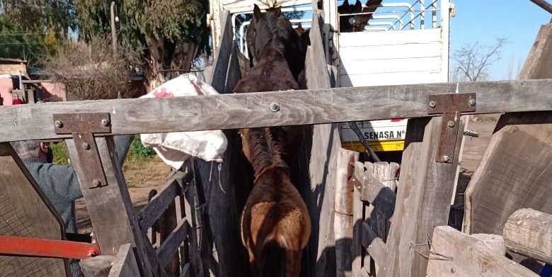 Una nueva vida los espera, trasladaron a los caballos de las «Fincas del Horror»