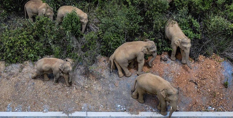 Una misteriosa y dañina marcha de elefantes tiene en vilo a China