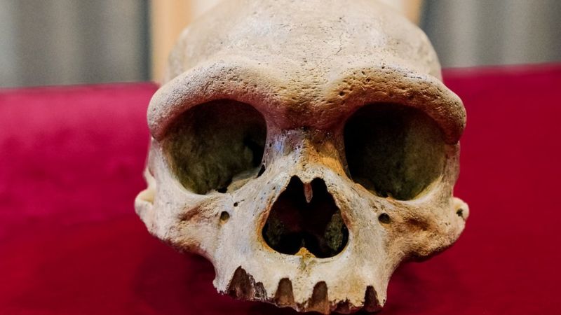 «Hombre dragón»: el sorprendente hallazgo en China de una posible antigua especie humana hasta ahora desconocida