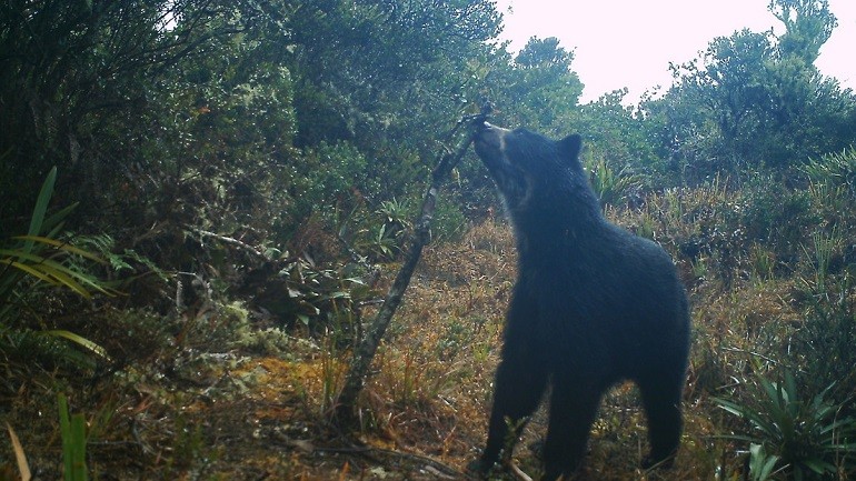 El hallazgo en Venezuela de dos cachorros Jukumari, el único oso autóctono de Suramérica, devuelve la esperanza a los proteccionistas