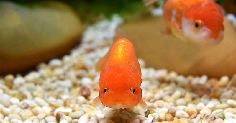Cómo los populares peces de peceras se están convirtiendo en «monstruos» en lagos y ríos