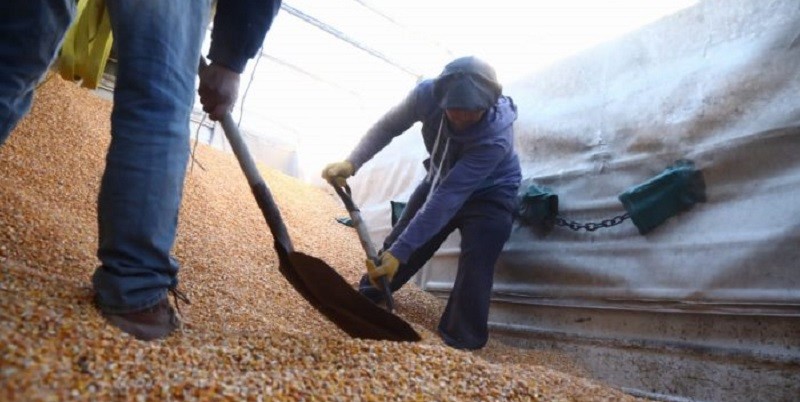 Asisten con alimentos a productores de cerdo y ganado de San Rafael
