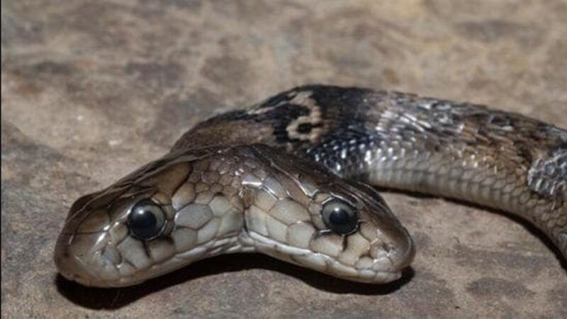 India: encontraron una cobra con dos cabezas