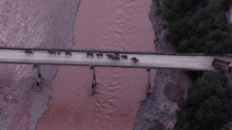La manada de elefantes que recorrió más de 500 km y desconcertó a los científicos finalmente se dirige a casa