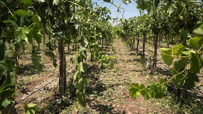Habilitan prórroga para cancelar cuotas adeudas del Seguro Agrícola