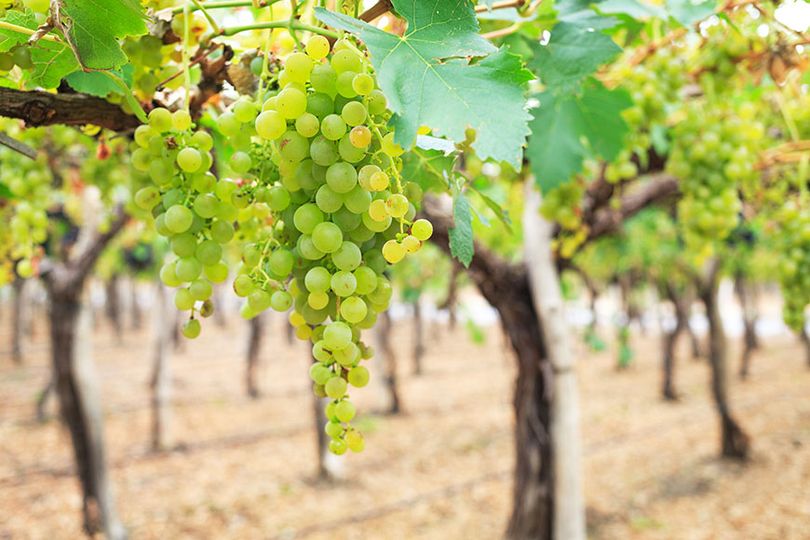 San Rafael en el «Top 5» de productores de uva Torrontés en Mendoza