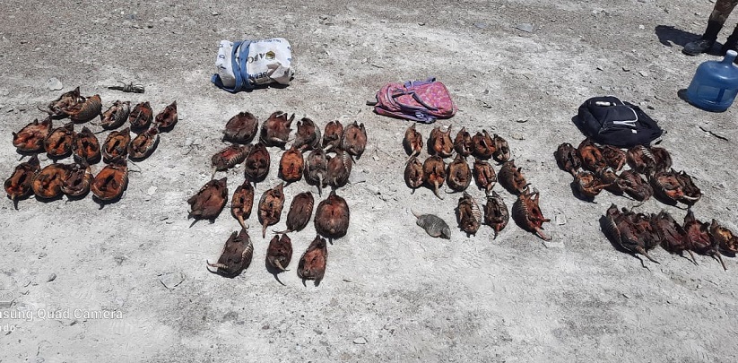 Los detienen con 60 piches muertos y una cría viva