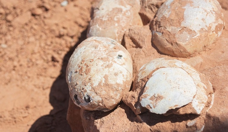 Descubren en Brasil cinco huevos fosilizados de una especie «desconocida» de dinosaurio carnívoro