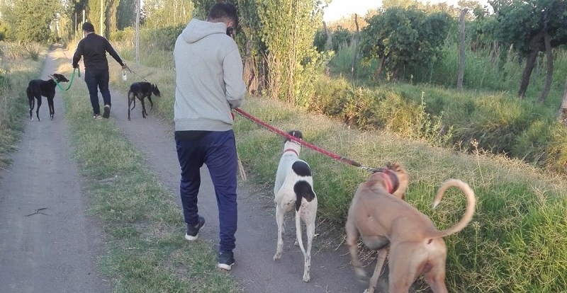 Desbarataron carrera clandestina de galgos