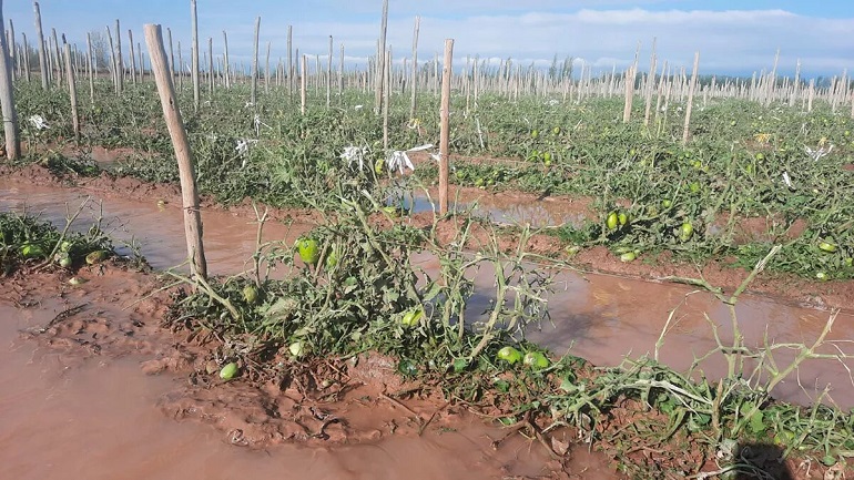 Se declaró emergencia y desastre agropecuario a San Rafael y otros departamentos por la caída de granizo