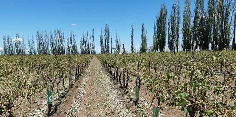 57 Distritos de Mendoza fueron declarados en emergencia y desgaste agropecuario