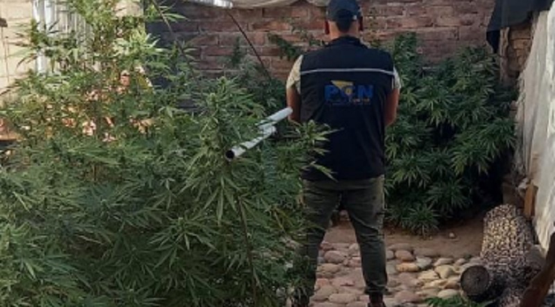 Detienen a una pareja con más de 8 kg en plantas de marihuana