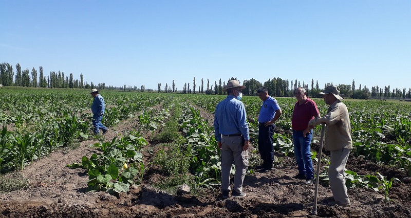 Se suman productores para el programa de producción de zapallo y tomate en fresco