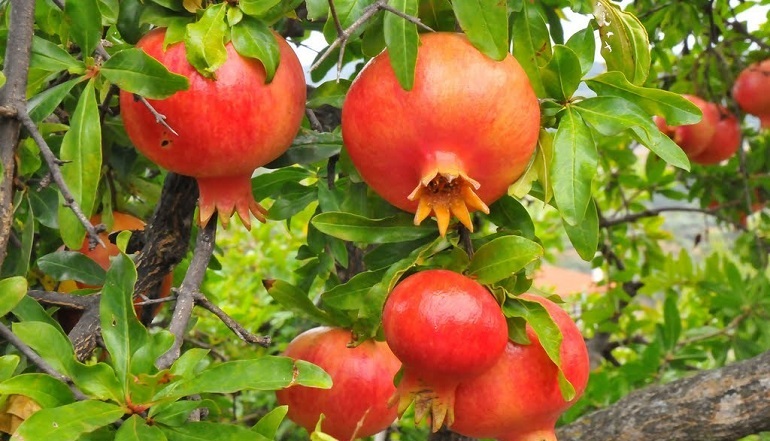 San Rafael y Maipú son los únicos departamentos donde aún se cultivan Granados