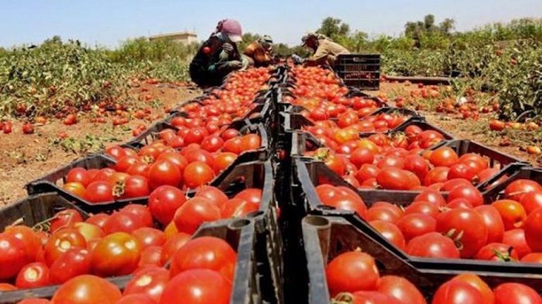 El Sur Provincial concentra el 2% del tomate para la industria Mendocina