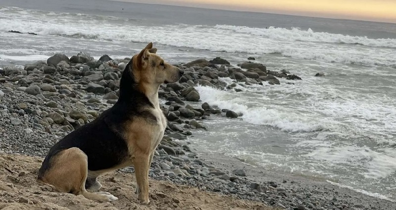 Encontró un perro solitario en la playa y descubrió la triste razón por la que el animal miraba fijo al mar
