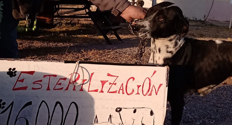 El quirófano móvil veterinario llegó a las 16 mil esterilizaciones