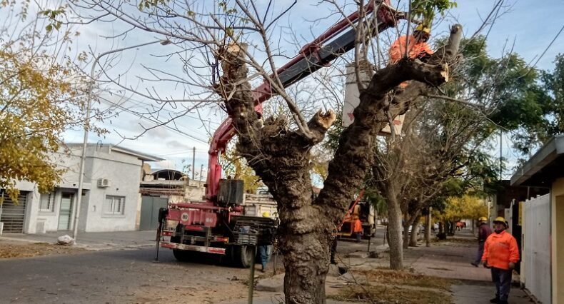 Se retiran árboles en riesgo de caída y se colocarán nuevos forestales