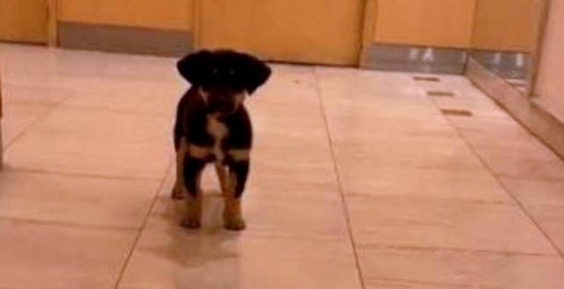 Una joven de Recoleta le robó el perro a un hombre en situación de calle y lo contó en redes como si fuera un acto heroico