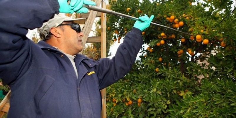 El Iscamen recuerda el inicio de temporada de cosecha de cítricos