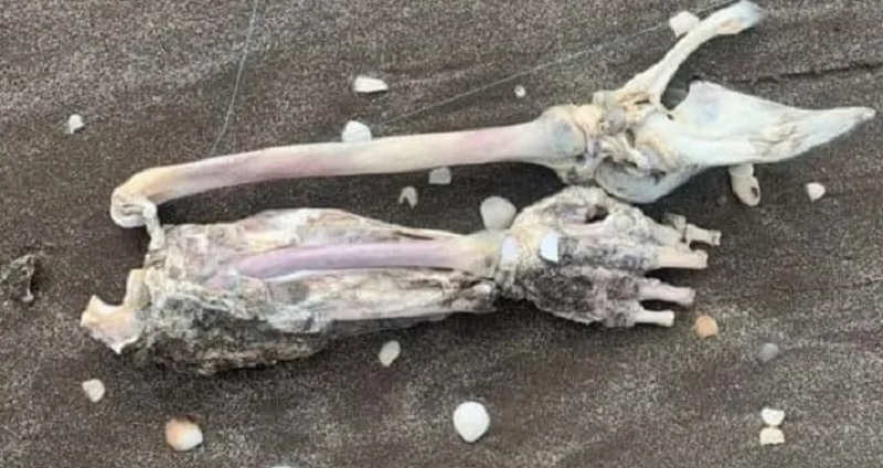 Mar de Ajó: un hombre fue a pescar y sacó con la caña restos de un brazo