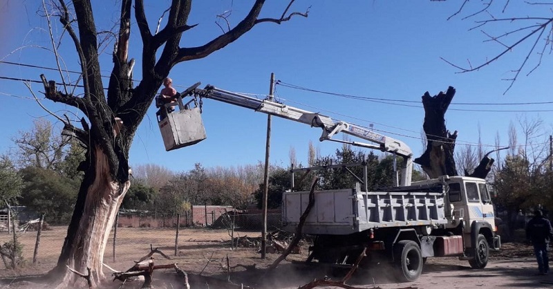 Defensa Civil: erradican árboles con riesgo de caída en distritos