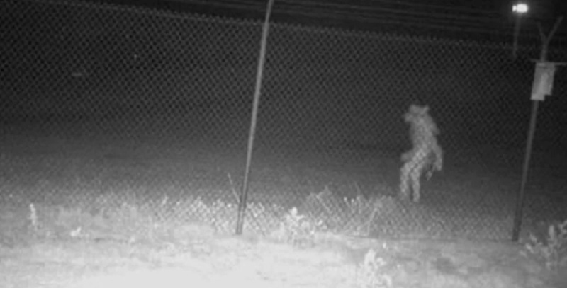 Misterio por la aparición de una extraña criatura cerca de un zoológico de Texas