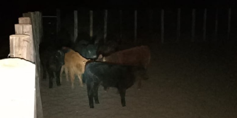 Nuevos animales vacunos recuperados en allanamiento