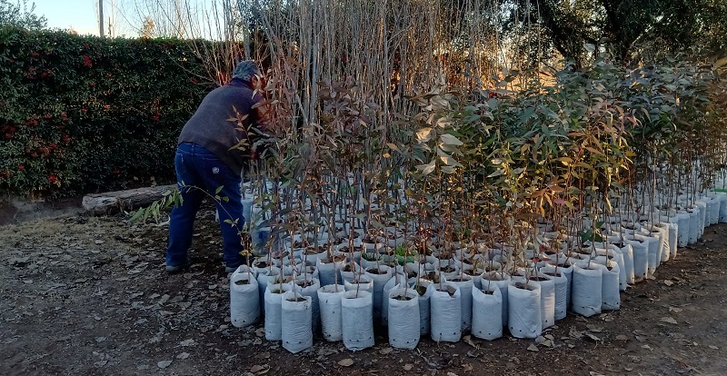 Se entregaron 1000 árboles para distritos y se busca plantar 10 mil nuevos ejemplares