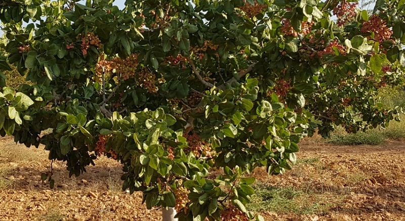 San Rafael y General Alvear se consolidan como productores de pistacho