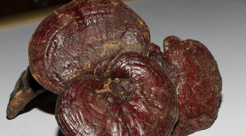 Investigadoras rosarinas crearon un «cuero ecológico» desarrollado a base de hongos