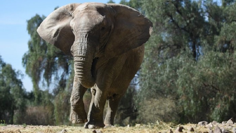 Ecoparque: comenzaron los preparativos para el traslado de la elefanta “Kenia” a Brasil